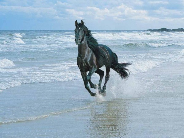 freedom_black_horse_running_ov