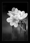 Lonely_Flowers_by_Rhinoseri