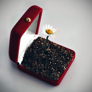 A_Spring_Gift_by_meppol