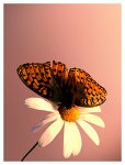 Butterfly_by_kaytii
