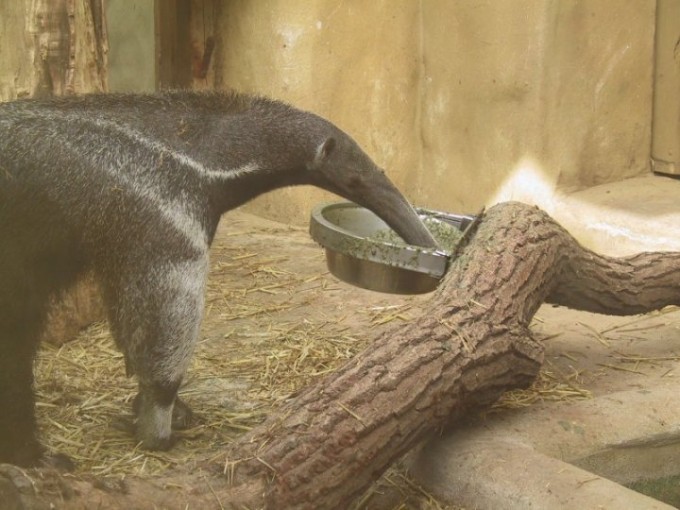 zoo4