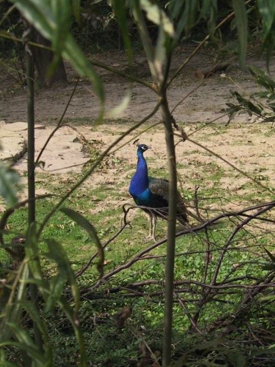 zoo5