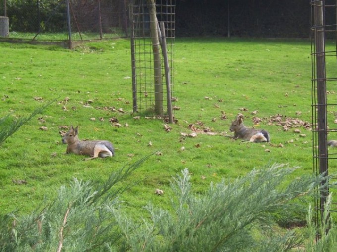 zoo7