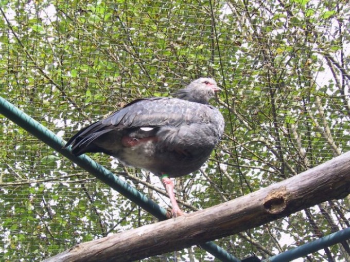 zoo13