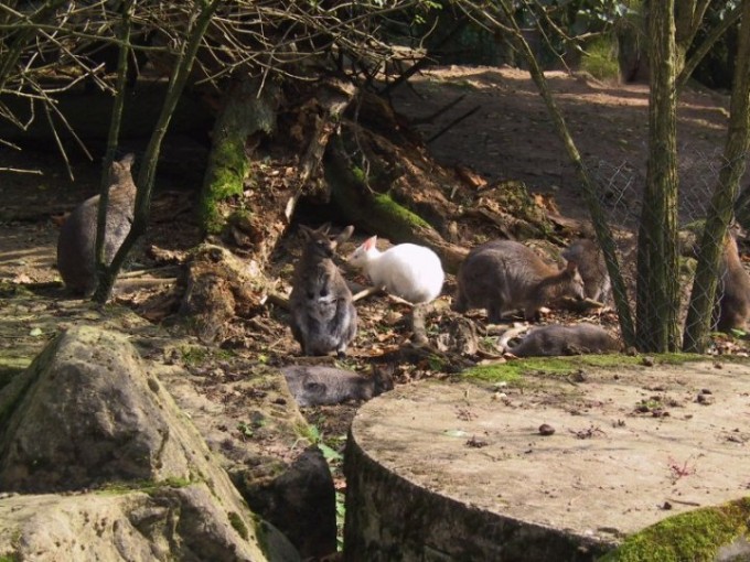 zoo27