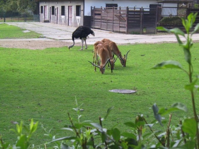 zoo32