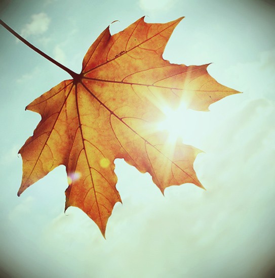 colours_of_autumn_by_julkusiow