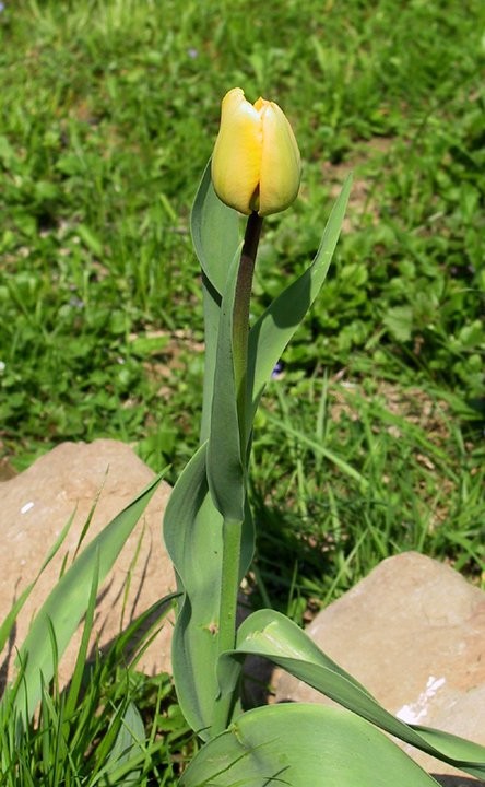 tulipan