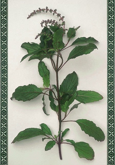 tulasi14