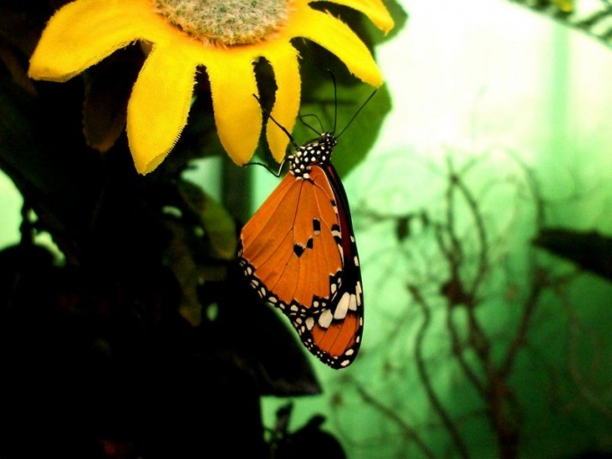amazzonia_set___n_7_by_joyb-d4