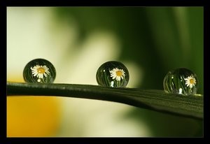 __Daisy___I_by_Katosu