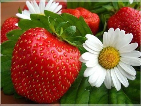 Jahody_335511215_24