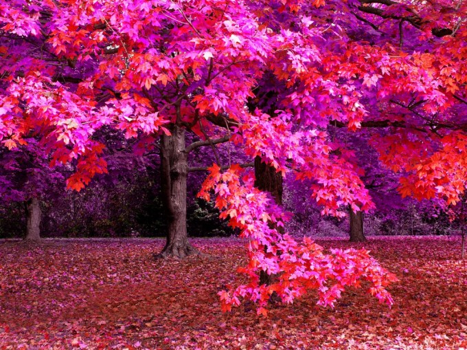 Autumn_Fantasy_2007_Wallpaper_