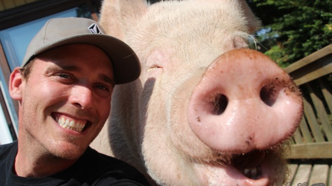 esther-the-wonder-pig