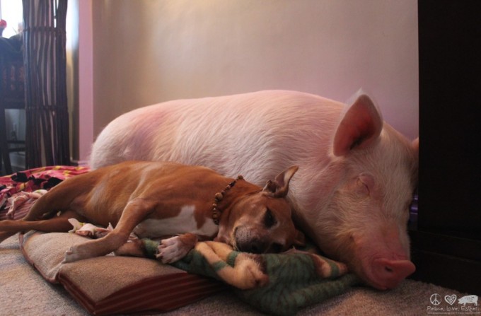 m-ESTHER-THE-WONDER-PIG-980x64