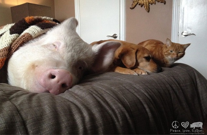esther-wonder-pig-sanctuary-st
