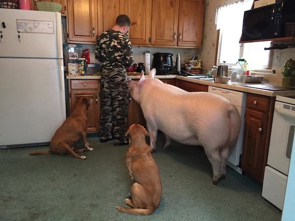 pig-1