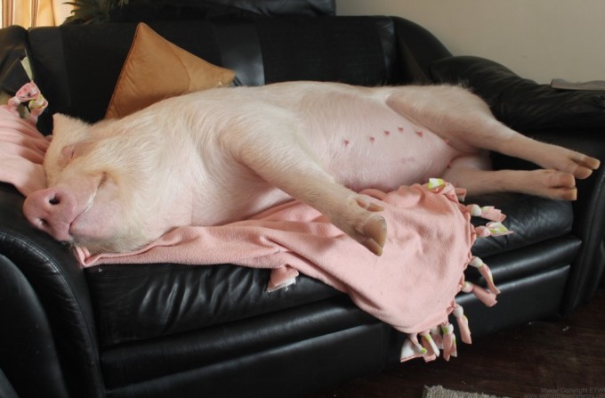 ESTHER-THE-WONDER-PIG-980x645