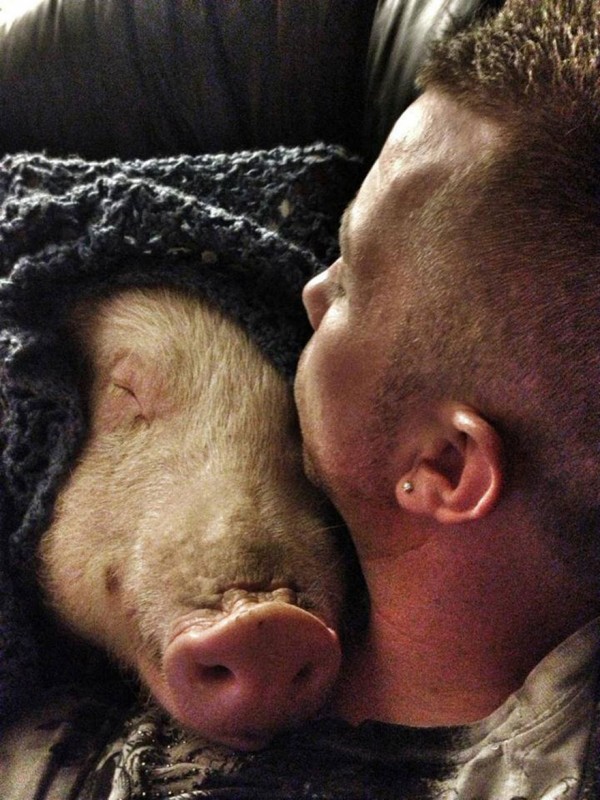 esther-wonder-pig-sanctuary-st