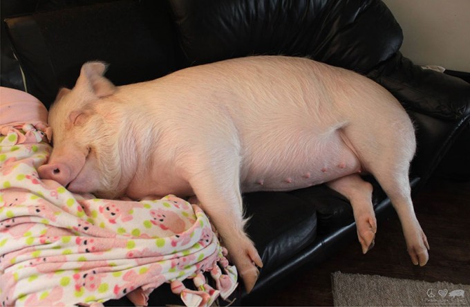 esther-wonder-pig-sanctuary-st
