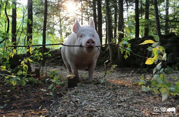 esther-pig-letter-1