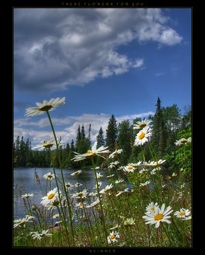 These_Flowers_for_You_by_wb_sk