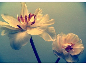 flowers_by_Val_z
